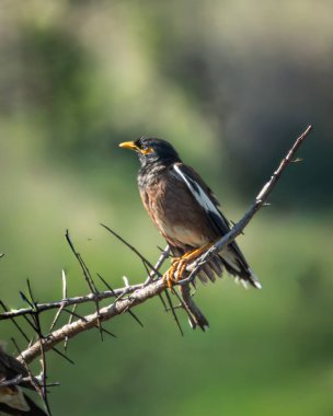 Sarı gagalı ve göz bantlı Myna kuşu, doğal yaşam ortamında yumuşak yeşil bir arka plana sahip, güneşli dikenli bir dalın üzerine tünemiştir. Bu istilacı ama karizmatik türler genellikle kentlerde ve