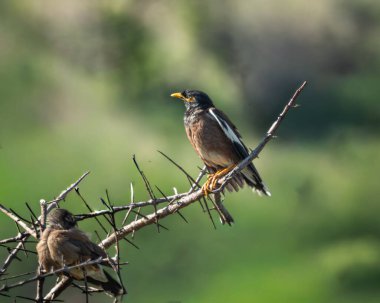 Sarı gagalı ve göz bantlı Myna kuşu, doğal yaşam ortamında yumuşak yeşil bir arka plana sahip, güneşli dikenli bir dalın üzerine tünemiştir. Bu istilacı ama karizmatik türler genellikle kentlerde ve