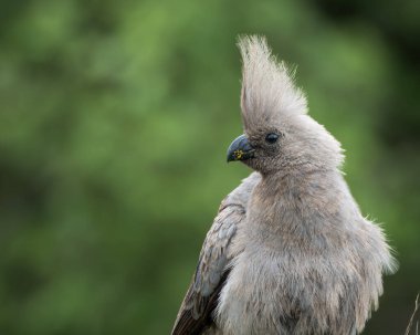 Gri, Afrika 'nın doğal çalılıklarında yumuşak yeşil arka planı olan bir ağaç dalında dinlenen kuş uzaklaşır. Bu ayırt edici ibikli kuş aynı zamanda gri lourie olarak da bilinir ve genellikle Güney Afrika 'da bulunur.