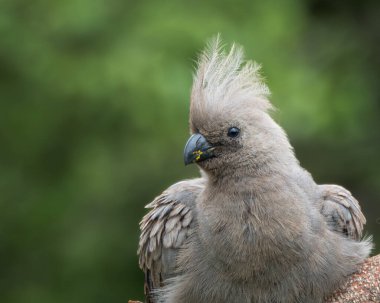 Gri, Afrika 'nın doğal çalılıklarında yumuşak yeşil arka planı olan bir ağaç dalında dinlenen kuş uzaklaşır. Bu ayırt edici ibikli kuş aynı zamanda gri lourie olarak da bilinir ve genellikle Güney Afrika 'da bulunur.