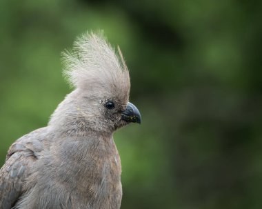 Gri, Afrika 'nın doğal çalılıklarında yumuşak yeşil arka planı olan bir ağaç dalında dinlenen kuş uzaklaşır. Bu ayırt edici ibikli kuş aynı zamanda gri lourie olarak da bilinir ve genellikle Güney Afrika 'da bulunur.