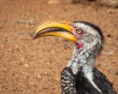 Gagası kıvrımlı ve benekli siyah beyaz tüylü güney sarı gagalı gagalı canlı yeşil yapraklar arasında tünemiş. Doğal bozkır ortamında yakalanan bu resim kullanmak için idealdir.