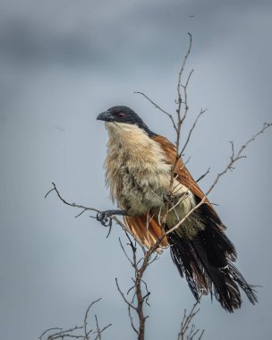 Burchell 'ler ince, kuru bir dalda dinleniyorlar, belirgin paslı kanatlarını sergiliyorlar, siyah taç ve koyu kırmızı göz, dengesiz gri gökyüzüne karşı. Bu atmosferik vahşi yaşam görüntüsü kullanım için idealdir