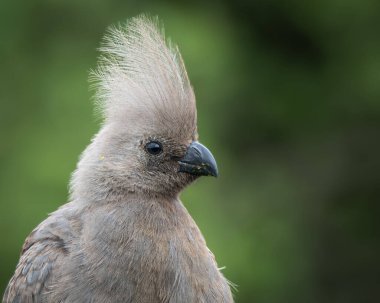 Gri, Afrika 'nın doğal çalılıklarında yumuşak yeşil arka planı olan bir ağaç dalında dinlenen kuş uzaklaşır. Bu ayırt edici ibikli kuş aynı zamanda gri lourie olarak da bilinir ve genellikle Güney Afrika 'da bulunur.