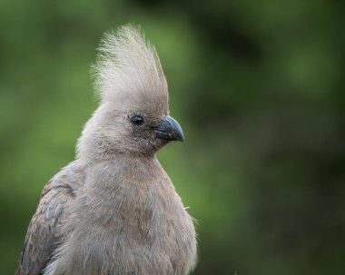 Gri, Afrika 'nın doğal çalılıklarında yumuşak yeşil arka planı olan bir ağaç dalında dinlenen kuş uzaklaşır. Bu ayırt edici ibikli kuş aynı zamanda gri lourie olarak da bilinir ve genellikle Güney Afrika 'da bulunur.