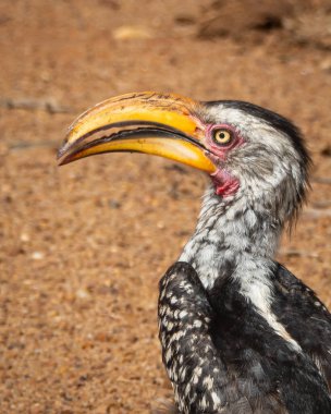 Gagası kıvrımlı ve benekli siyah beyaz tüylü güney sarı gagalı gagalı canlı yeşil yapraklar arasında tünemiş. Doğal bozkır ortamında yakalanan bu resim kullanmak için idealdir.