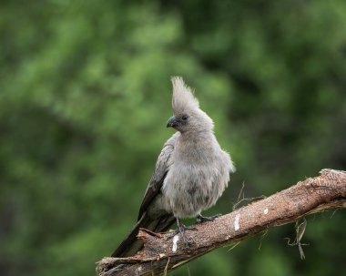 Gri, Afrika 'nın doğal çalılıklarında yumuşak yeşil arka planı olan bir ağaç dalında dinlenen kuş uzaklaşır. Bu ayırt edici ibikli kuş aynı zamanda gri lourie olarak da bilinir ve genellikle Güney Afrika 'da bulunur.