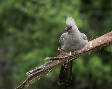 Gri, Afrika 'nın doğal çalılıklarında yumuşak yeşil arka planı olan bir ağaç dalında dinlenen kuş uzaklaşır. Bu ayırt edici ibikli kuş aynı zamanda gri lourie olarak da bilinir ve genellikle Güney Afrika 'da bulunur.