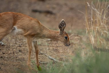 Steenbok, Afrika savanasındaki kuru otların ve kumlu toprakların arasında sessizce otluyor. Görüntü, bu utangaç antilobun küçük ince gövdesini, büyük dik kulaklarını ve sıcak kırmızı kahverengi kürkünü vurgular.