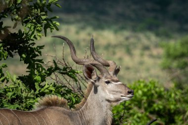 Afrika ovasındaki yeşil bitki örtüsü arasında uzun spiral boynuzları olan görkemli bir erkeğin yanına yaklaşın. Görüntü, antilobun çarpıcı özelliklerini ve doğal özelliklerini vurguluyor