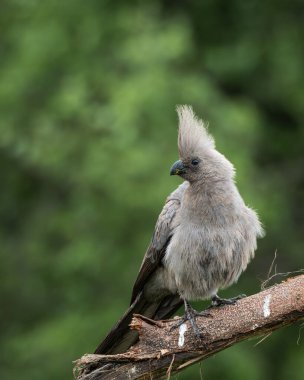 Gri, Afrika 'nın doğal çalılıklarında yumuşak yeşil arka planı olan bir ağaç dalında dinlenen kuş uzaklaşır. Bu ayırt edici ibikli kuş aynı zamanda gri lourie olarak da bilinir ve genellikle Güney Afrika 'da bulunur.