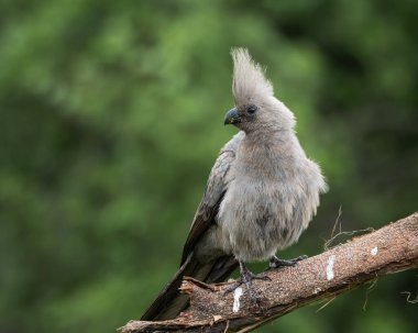 Gri, Afrika 'nın doğal çalılıklarında yumuşak yeşil arka planı olan bir ağaç dalında dinlenen kuş uzaklaşır. Bu ayırt edici ibikli kuş aynı zamanda gri lourie olarak da bilinir ve genellikle Güney Afrika 'da bulunur.