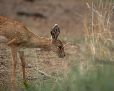 Steenbok, Afrika savanasındaki kuru otların ve kumlu toprakların arasında sessizce otluyor. Görüntü, bu utangaç antilobun küçük ince gövdesini, büyük dik kulaklarını ve sıcak kırmızı kahverengi kürkünü vurgular.