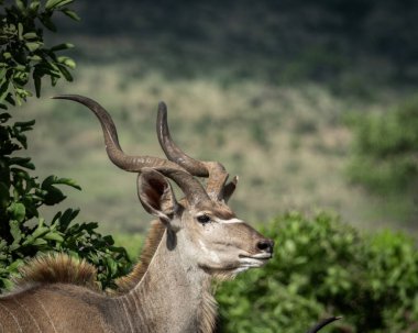 Afrika ovasındaki yeşil bitki örtüsü arasında uzun spiral boynuzları olan görkemli bir erkeğin yanına yaklaşın. Görüntü, antilobun çarpıcı özelliklerini ve doğal özelliklerini vurguluyor