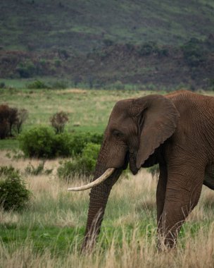 Afrika savanası fili Loxodonta africana yeşil bir ovada uzun kuru otların arasında yürüyor. Vahşi yaşam sahnesi altında dişleri olan yetişkin bir fili gösteriyor.