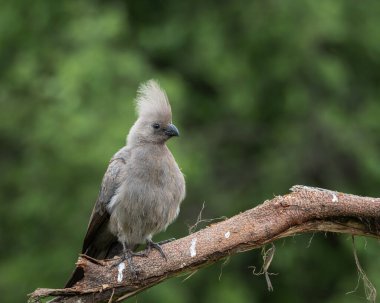 Gri, Afrika 'nın doğal çalılıklarında yumuşak yeşil arka planı olan bir ağaç dalında dinlenen kuş uzaklaşır. Bu ayırt edici ibikli kuş aynı zamanda gri lourie olarak da bilinir ve genellikle Güney Afrika 'da bulunur.