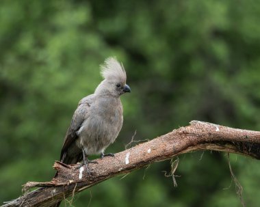 Gri, Afrika 'nın doğal çalılıklarında yumuşak yeşil arka planı olan bir ağaç dalında dinlenen kuş uzaklaşır. Bu ayırt edici ibikli kuş aynı zamanda gri lourie olarak da bilinir ve genellikle Güney Afrika 'da bulunur.