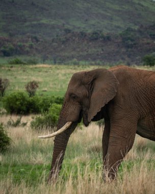 Afrika savanası fili Loxodonta africana yeşil bir ovada uzun kuru otların arasında yürüyor. Vahşi yaşam sahnesi altında dişleri olan yetişkin bir fili gösteriyor.