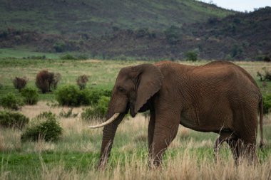 Afrika savanası fili Loxodonta africana yeşil bir ovada uzun kuru otların arasında yürüyor. Vahşi yaşam sahnesi altında dişleri olan yetişkin bir fili gösteriyor.