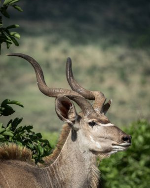 Afrika ovasındaki yeşil bitki örtüsü arasında uzun spiral boynuzları olan görkemli bir erkeğin yanına yaklaşın. Görüntü, antilobun çarpıcı özelliklerini ve doğal özelliklerini vurguluyor