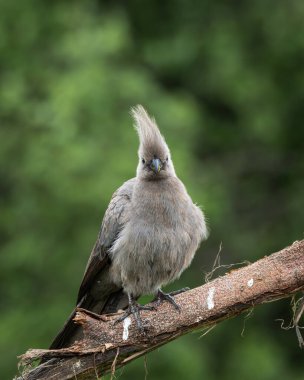 Gri, Afrika 'nın doğal çalılıklarında yumuşak yeşil arka planı olan bir ağaç dalında dinlenen kuş uzaklaşır. Bu ayırt edici ibikli kuş aynı zamanda gri lourie olarak da bilinir ve genellikle Güney Afrika 'da bulunur.