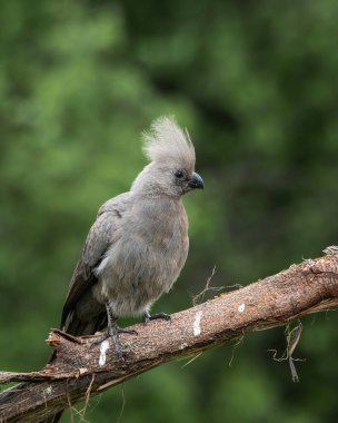 Gri, Afrika 'nın doğal çalılıklarında yumuşak yeşil arka planı olan bir ağaç dalında dinlenen kuş uzaklaşır. Bu ayırt edici ibikli kuş aynı zamanda gri lourie olarak da bilinir ve genellikle Güney Afrika 'da bulunur.