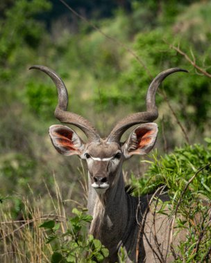 Afrika ovasındaki yeşil bitki örtüsü arasında uzun spiral boynuzları olan görkemli bir erkeğin yanına yaklaşın. Görüntü, antilobun çarpıcı özelliklerini ve doğal özelliklerini vurguluyor