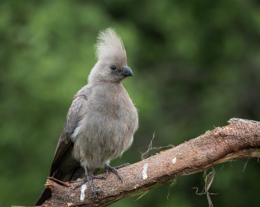 Gri, Afrika 'nın doğal çalılıklarında yumuşak yeşil arka planı olan bir ağaç dalında dinlenen kuş uzaklaşır. Bu ayırt edici ibikli kuş aynı zamanda gri lourie olarak da bilinir ve genellikle Güney Afrika 'da bulunur.