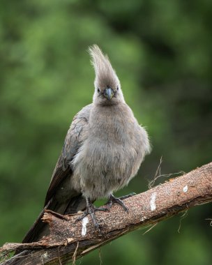 Gri, Afrika 'nın doğal çalılıklarında yumuşak yeşil arka planı olan bir ağaç dalında dinlenen kuş uzaklaşır. Bu ayırt edici ibikli kuş aynı zamanda gri lourie olarak da bilinir ve genellikle Güney Afrika 'da bulunur.