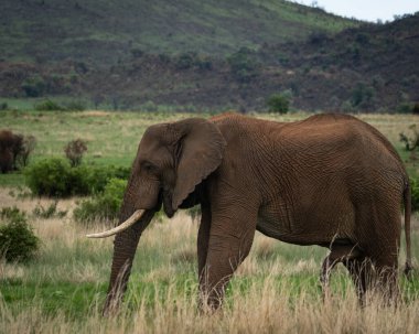 Afrika savanası fili Loxodonta africana yeşil bir ovada uzun kuru otların arasında yürüyor. Vahşi yaşam sahnesi altında dişleri olan yetişkin bir fili gösteriyor.