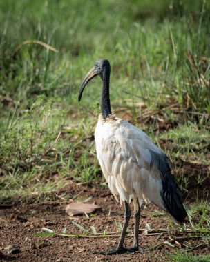 Beyaz tüylü, belirgin siyah başlı ve eğri gagalı, çimenli arazide duran Afrika 'nın kutsal aynalı aynası. Doğal gün ışığında yakalanan bu resim kullanmak için idealdir.