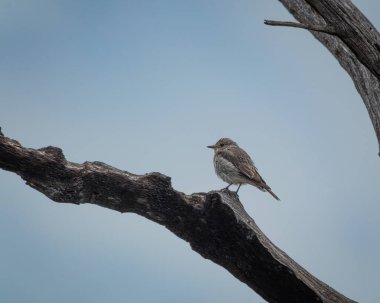 Açık mavi bir arka planı olan çıplak bir ağaç dalında dinlenen sinekkapan görüldü. Görüntü, bu göçmen böceğin ince kahverengi ve gri tüylerini, ince gagasını ve dik duruşunu gösteriyor.