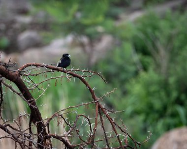 Erkek indigokuş, Afrika 'nın doğal çalılıklarında dikenli bir akasya dalına tünemişti. Görüntü, parlak siyah tüyleri, soluk gagasını ve yumuşak bir Afrika ispinozuna karşı koyan bu küçük ispinozun kompakt gövdesini vurgular.