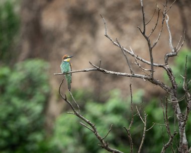 Avrupalı arı yiyici, kıvrımlı bir dalın üzerine tünemiş, canlı yeşil, kestane rengi ve sarı tüylerini yumuşak bulanık doğal bir arka planda sergiliyordu. Bu renkli kuş yakalanır.