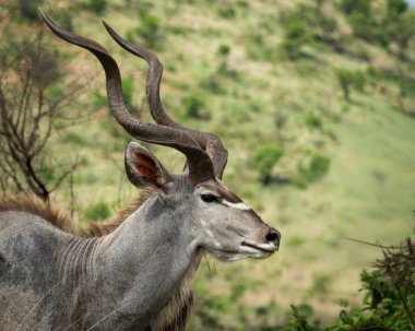 Afrika ovasındaki yeşil bitki örtüsü arasında uzun spiral boynuzları olan görkemli bir erkeğin yanına yaklaşın. Görüntü, antilobun çarpıcı özelliklerini ve doğal özelliklerini vurguluyor