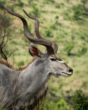 Afrika ovasındaki yeşil bitki örtüsü arasında uzun spiral boynuzları olan görkemli bir erkeğin yanına yaklaşın. Görüntü, antilobun çarpıcı özelliklerini ve doğal özelliklerini vurguluyor