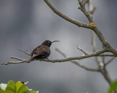 Uzun kavisli gagası ve parlak tüyleriyle yan profilde gösterilen yatay bir dalda dinlenen erkek güneş kuşu. İnce yanardöner tonlar ve kanatta biraz mor renk var.
