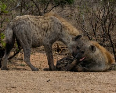 Benekli bir sırtlan açık otlakta, kaslı yapısı ve belirgin kürk deseni açıkça görülebiliyor. Bu çarpıcı vahşi yaşam görüntüsü belgesellerde ve eğitimlerde kullanılmak için idealdir.