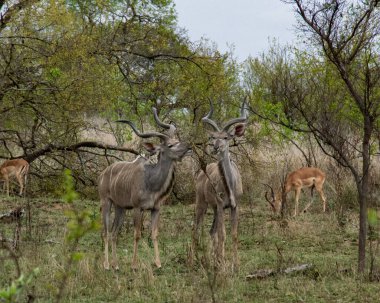Kuru çalılar ve doğal bitki örtüsüyle çevrili, sarmal boynuzları olan görkemli bir erkek akudu Afrika 'da duruyor. Bu çarpıcı vahşi yaşam görüntüsü safari promosyonları için mükemmel.