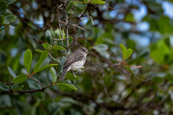 Afrika esmer sinekkapanı yeşil yapraklarla çevrili ince bir dalda dinleniyor. Küçük kahverengi gri kuş, ince tüy detayı ve yumuşak bir yan profil ile gösterilir.
