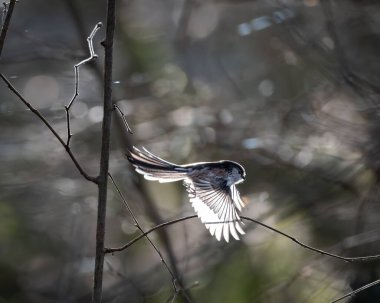 Long tailed tit resting on a slender moss covered branch, captured in gentle winter light with a softly blurred natural background. The small bird shows its distinctive fluffy body, long tail and