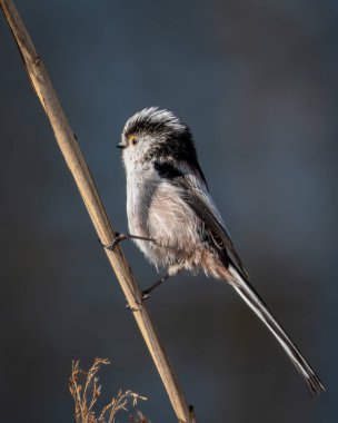 Long-tailed tit with its fluffy white face and elongated tail perched acrobatically on a slender reddish twig, set against a smooth, neutral background. The image captures the bird curious expression