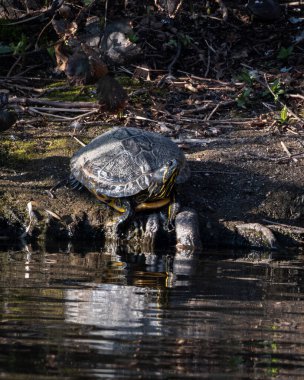 Kırmızı kulaklı sürgülü kaplumbağa durgun suyun yanında güneşli bir kıyıda dinleniyor, kabuğu ve belirgin kırmızı işaretleri açıkça görülüyor. Doğal bir şehir parkı ortamında yakalanan bu görüntü,