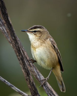 Doğal sulak arazi ortamında eğimli bir sazlığa tünemiş bir çalı bülbülünün yüksek kalite yaban hayatı görüntüsü. Küçük ötücü kuş açık soluk kaş çizgisi ile ılık kahverengi ve ten rengi tüyleri gösterir.