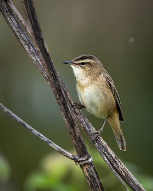 Doğal sulak arazi ortamında eğimli bir sazlığa tünemiş bir çalı bülbülünün yüksek kalite yaban hayatı görüntüsü. Küçük ötücü kuş açık soluk kaş çizgisi ile ılık kahverengi ve ten rengi tüyleri gösterir.