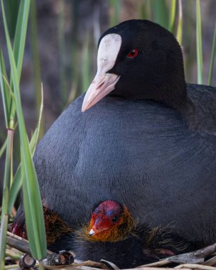 Yetişkin bir Avrasyalı yaban ördeğinin uzun yeşil kamışlarla çevrili iki genç yavrusuyla bir yuvada dinlendiği samimi bir görüntüsü. Ana kuş belirgin bir beyaz ön kalkan ve koyu renk tüy gösterir.