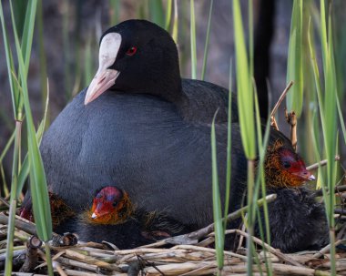 Yetişkin bir Avrasyalı yaban ördeğinin uzun yeşil kamışlarla çevrili iki genç yavrusuyla bir yuvada dinlendiği samimi bir görüntüsü. Ana kuş belirgin bir beyaz ön kalkan ve koyu renk tüy gösterir.