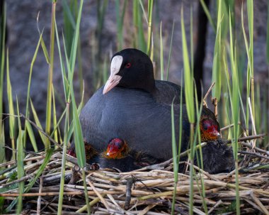 Yetişkin bir Avrasyalı yaban ördeğinin uzun yeşil kamışlarla çevrili iki genç yavrusuyla bir yuvada dinlendiği samimi bir görüntüsü. Ana kuş belirgin bir beyaz ön kalkan ve koyu renk tüy gösterir.