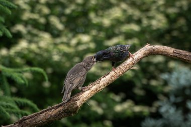 Yetişkin bir Avrupalı sığırcığın ağaç dalında iki yavru yavruyu beslediğini gösteren vahşi yaşam sahnesi. Bu etkileşim doğal ebeveynlik davranışlarını ve ormanlık bir ortamda erken yaşam evrelerini yakalar.