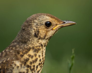 Ardıç kuşu, yumuşak, bulanık yeşil bir arka planla çimenli bir zeminde güvenle yürüyor. Kuşlar belirgin benekli meme ve odaklanmış bakışlar açıkça görülebilir, bu da bunu yapar.